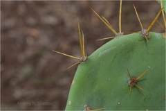 Opuntia stricta var. dillenii
